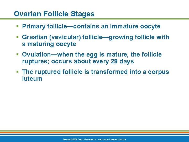 Ovarian Follicle Stages § Primary follicle—contains an immature oocyte § Graafian (vesicular) follicle—growing follicle