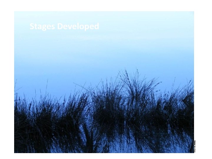 Stages Developed Photos by A Gray 