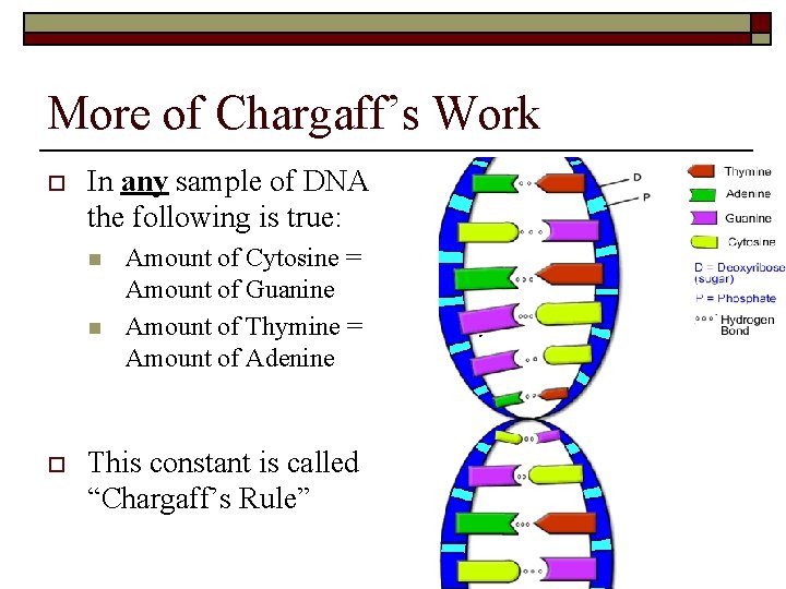 More of Chargaff’s Work o In any sample of DNA the following is true: