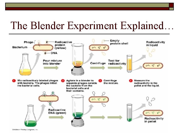 The Blender Experiment Explained… 