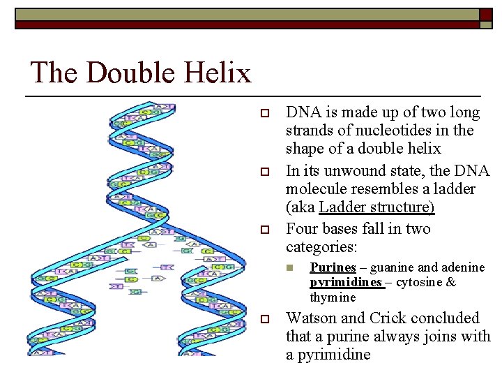 The Double Helix o o o DNA is made up of two long strands