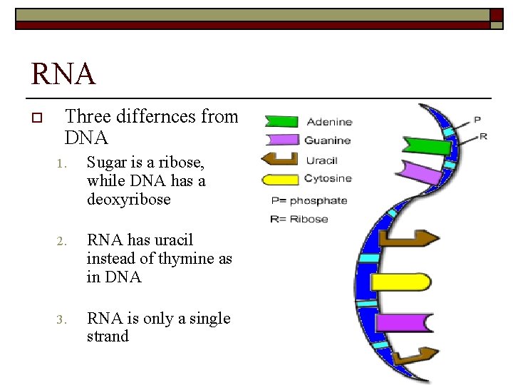 RNA o Three differnces from DNA 1. Sugar is a ribose, while DNA has