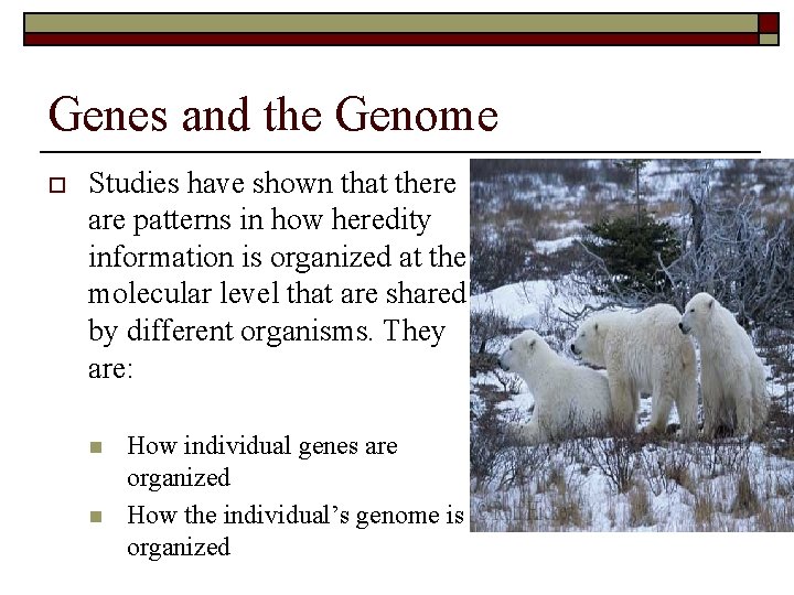 Genes and the Genome o Studies have shown that there are patterns in how