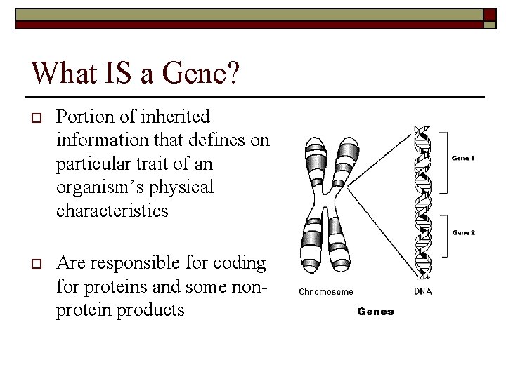 What IS a Gene? o Portion of inherited information that defines one particular trait