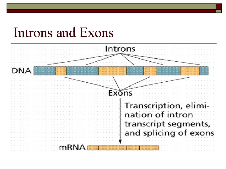 Introns and Exons 