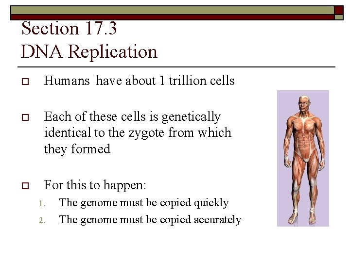 Section 17. 3 DNA Replication o Humans have about 1 trillion cells o Each