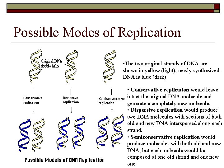 Possible Modes of Replication • The two original strands of DNA are shown in