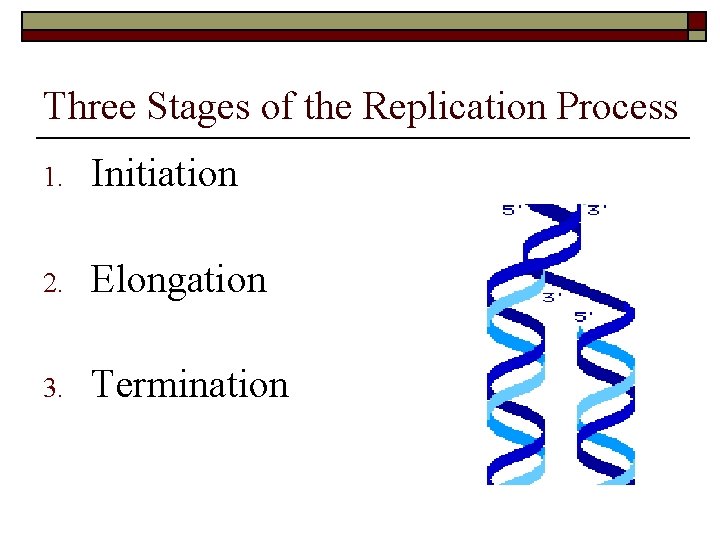 Three Stages of the Replication Process 1. Initiation 2. Elongation 3. Termination 