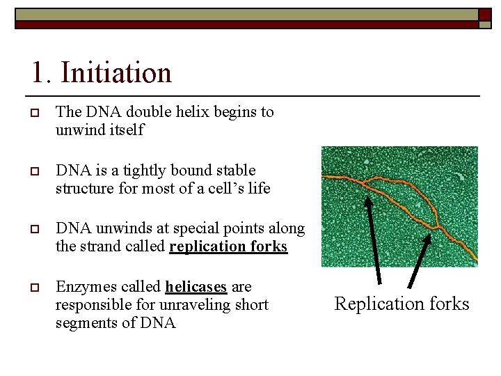 1. Initiation o The DNA double helix begins to unwind itself o DNA is