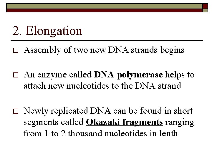 2. Elongation o Assembly of two new DNA strands begins o An enzyme called