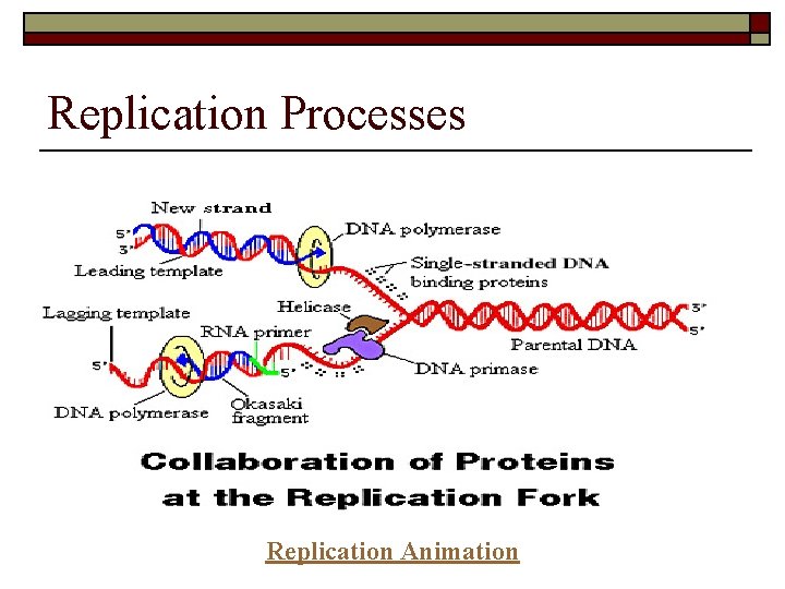 Replication Processes Replication Animation 
