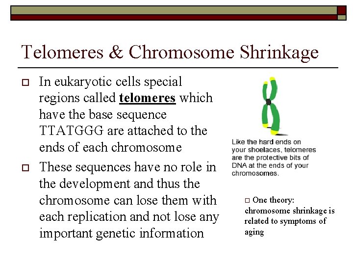 Telomeres & Chromosome Shrinkage o o In eukaryotic cells special regions called telomeres which