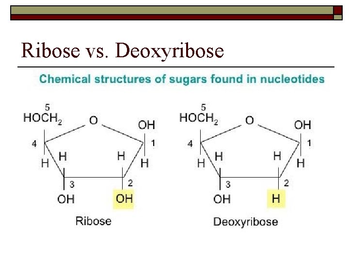 Ribose vs. Deoxyribose 