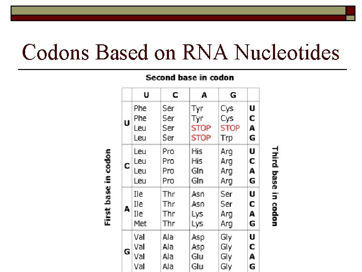 Codons Based on RNA Nucleotides 