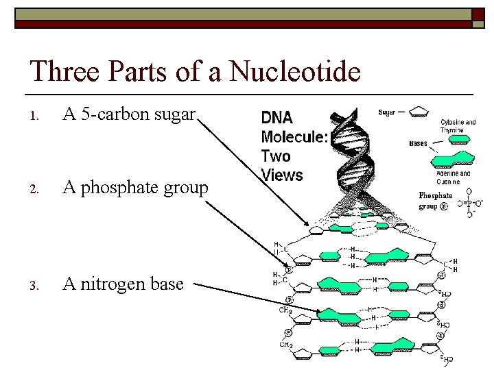 Three Parts of a Nucleotide 1. A 5 -carbon sugar 2. A phosphate group