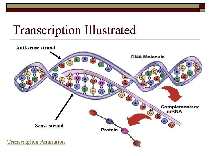 Transcription Illustrated Anti-sense strand Sense strand Transcription Animation 