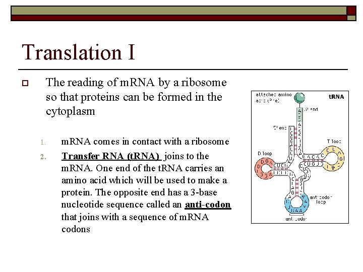 Translation I o The reading of m. RNA by a ribosome so that proteins