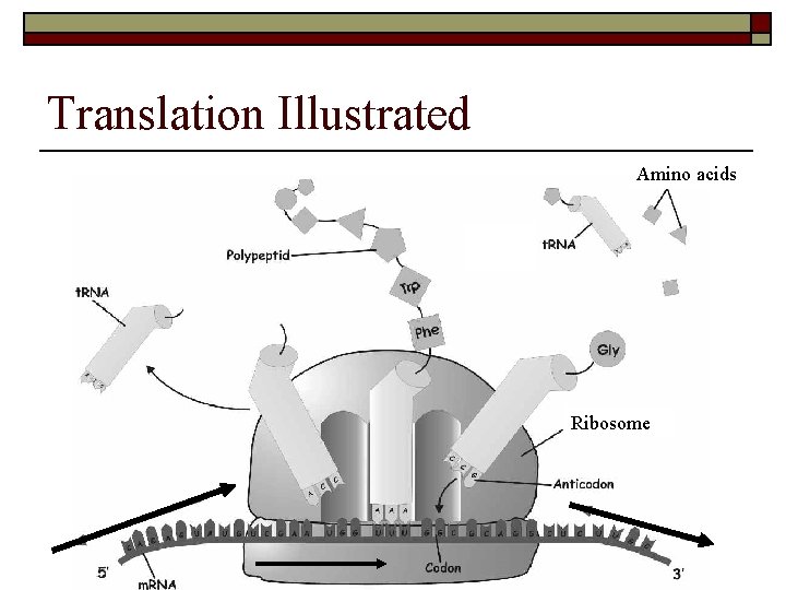 Translation Illustrated Amino acids Ribosome 