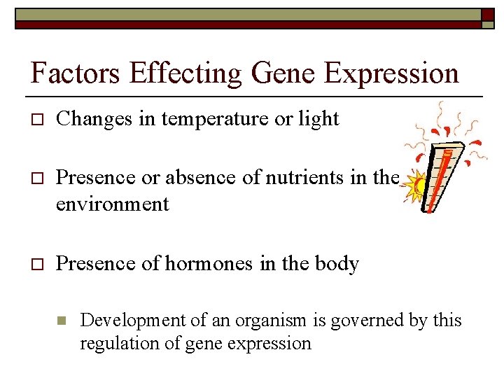 Factors Effecting Gene Expression o Changes in temperature or light o Presence or absence