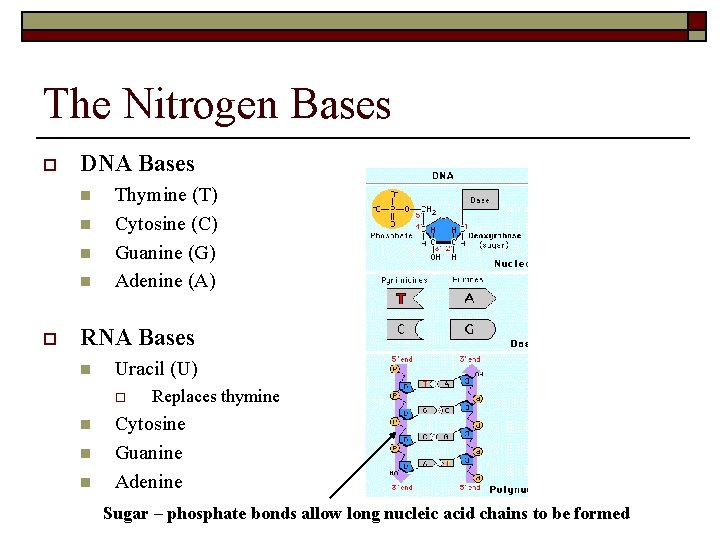 The Nitrogen Bases o DNA Bases n n o Thymine (T) Cytosine (C) Guanine