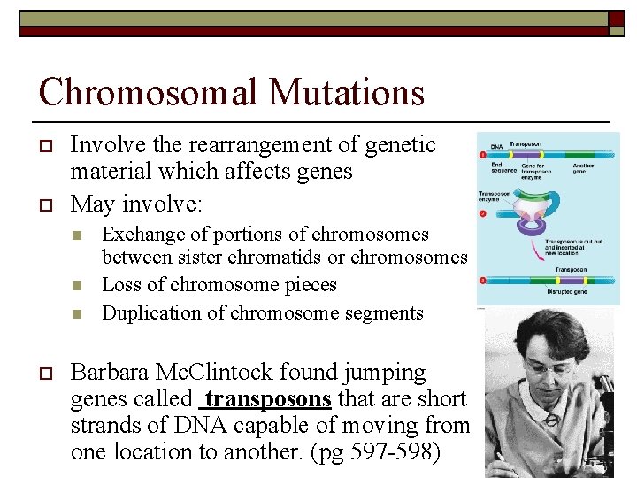 Chromosomal Mutations o o Involve the rearrangement of genetic material which affects genes May