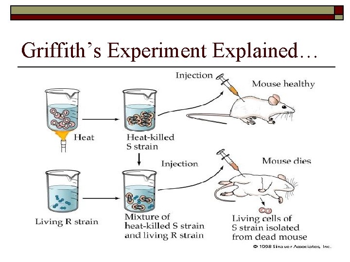 Griffith’s Experiment Explained… 