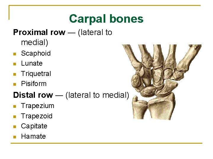 Carpal bones Proximal row ― (lateral to medial) n n Scaphoid Lunate Triquetral Pisiform