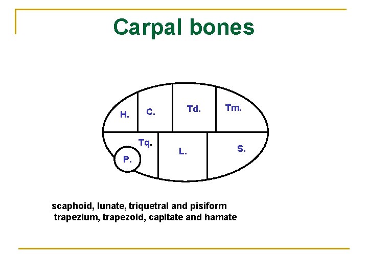 Carpal bones H. C. Tq. P. Td. Tm. L. scaphoid, lunate, triquetral and pisiform