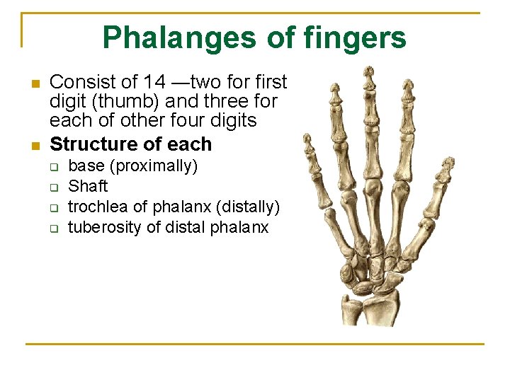 Phalanges of fingers n n Consist of 14 ―two for first digit (thumb) and