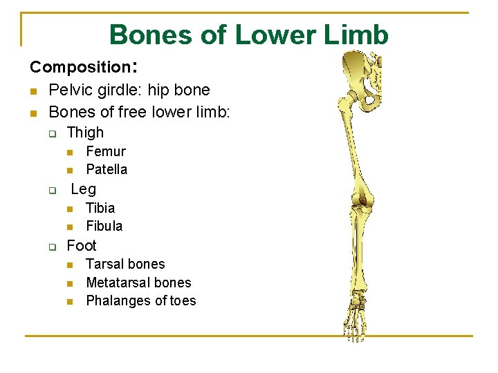 Bones of Lower Limb Composition: n Pelvic girdle: hip bone n Bones of free