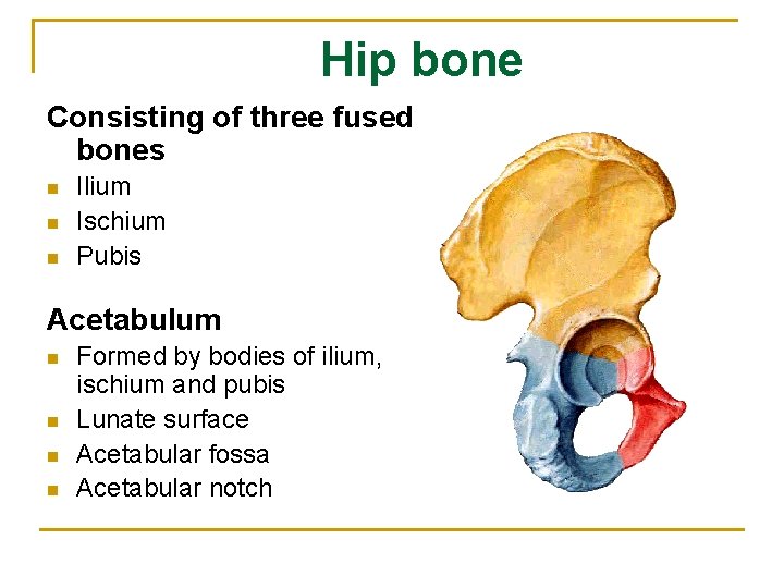 Hip bone Consisting of three fused bones n n n Ilium Ischium Pubis Acetabulum