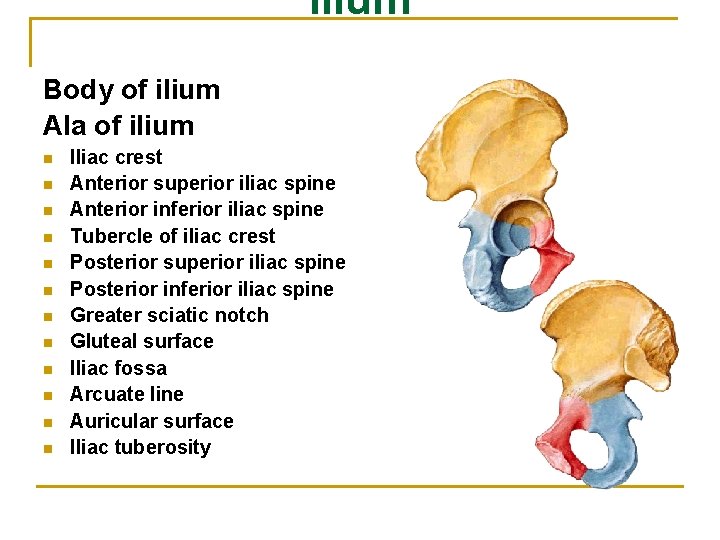 Ilium Body of ilium Ala of ilium n n n Iliac crest Anterior superior