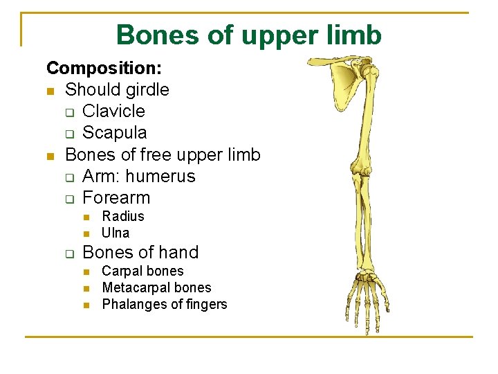 Bones of upper limb Composition: n Should girdle q Clavicle q Scapula n Bones