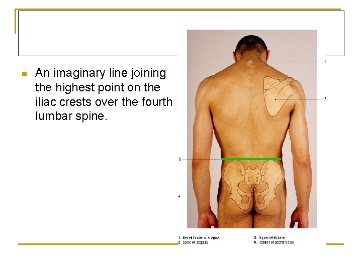 n An imaginary line joining the highest point on the iliac crests over the