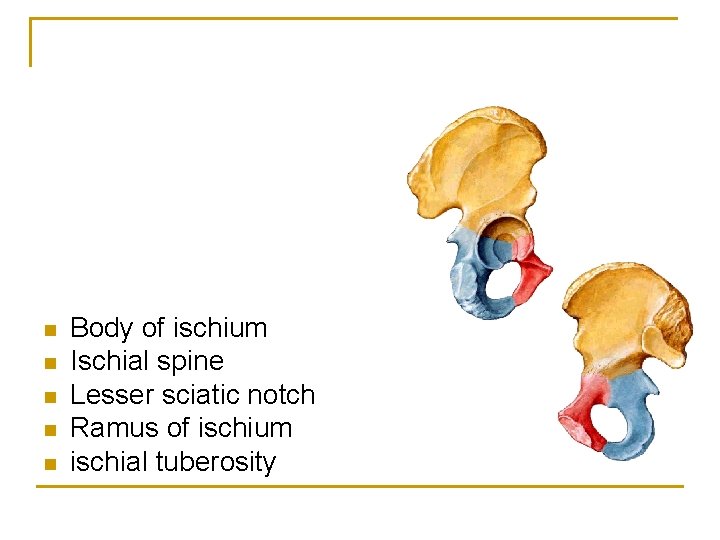 n n n Body of ischium Ischial spine Lesser sciatic notch Ramus of ischium