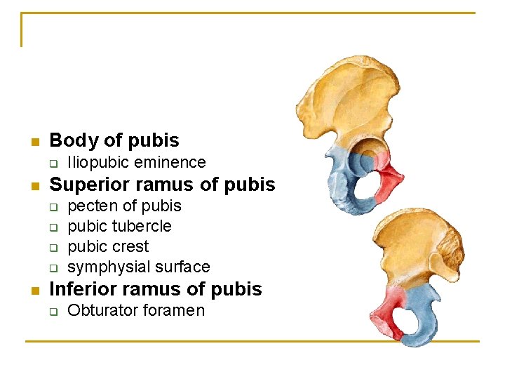 n Body of pubis q n Superior ramus of pubis q q n Iliopubic