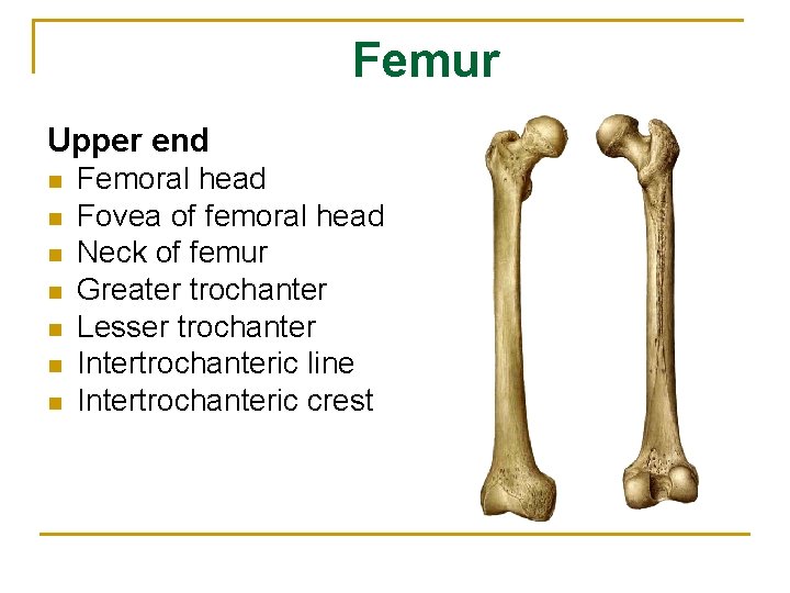 Femur Upper end n n n n Femoral head Fovea of femoral head Neck