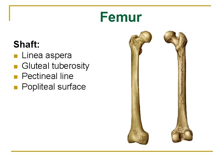 Femur Shaft: n n Linea aspera Gluteal tuberosity Pectineal line Popliteal surface 