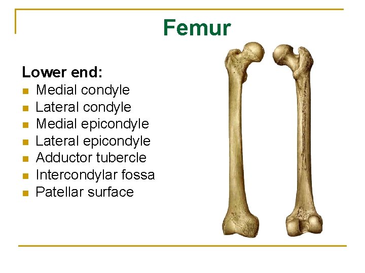 Femur Lower end: n n n n Medial condyle Lateral condyle Medial epicondyle Lateral