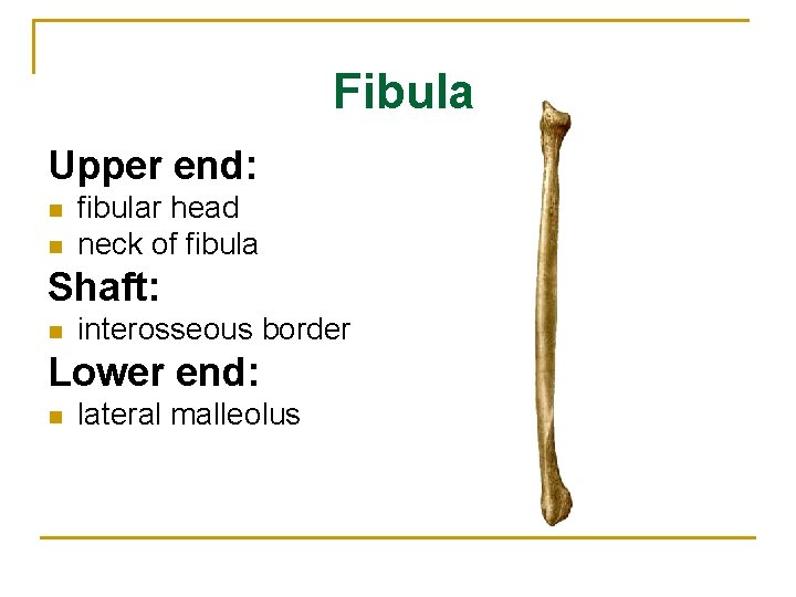 Fibula Upper end: n n fibular head neck of fibula Shaft: n interosseous border