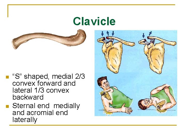 Clavicle n n “S” shaped, medial 2/3 convex forward and lateral 1/3 convex backward