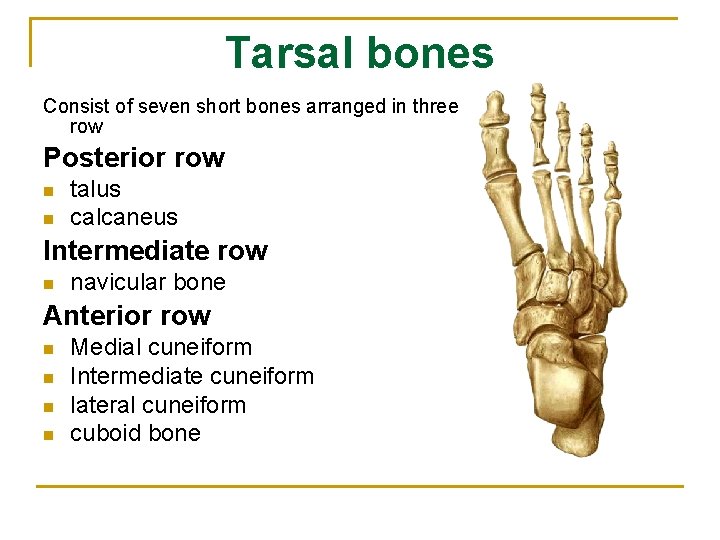 Tarsal bones Consist of seven short bones arranged in three row Posterior row n