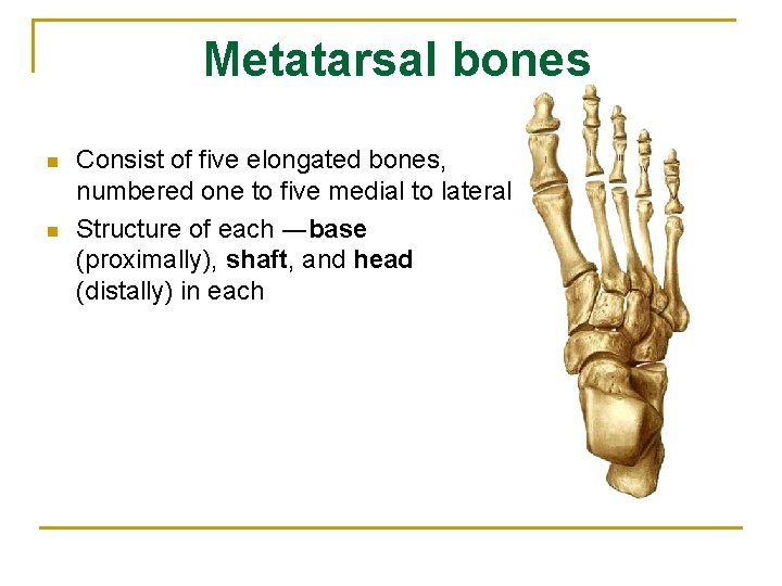 Metatarsal bones n n Consist of five elongated bones, numbered one to five medial