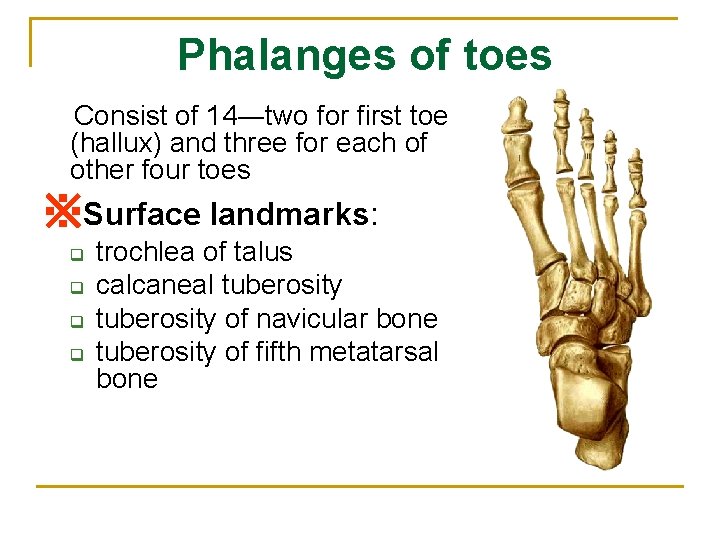 Phalanges of toes Consist of 14―two for first toe (hallux) and three for each