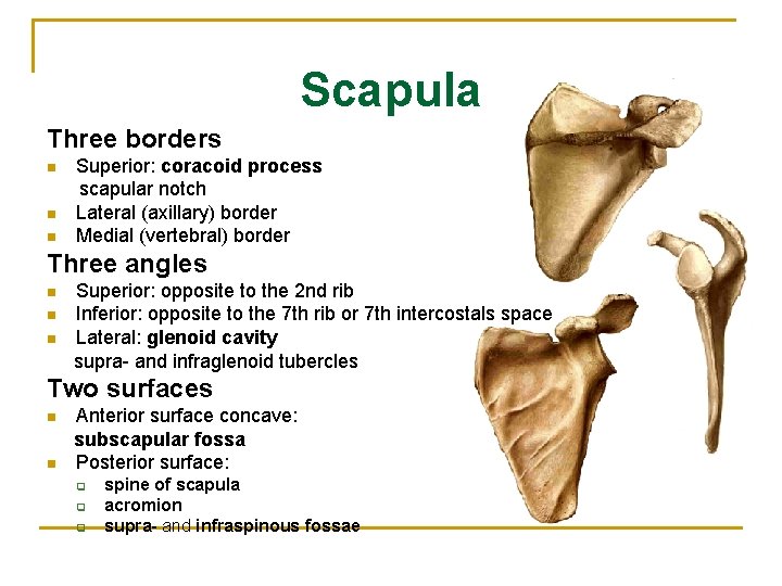 Scapula Three borders n n n Superior: coracoid process scapular notch Lateral (axillary) border