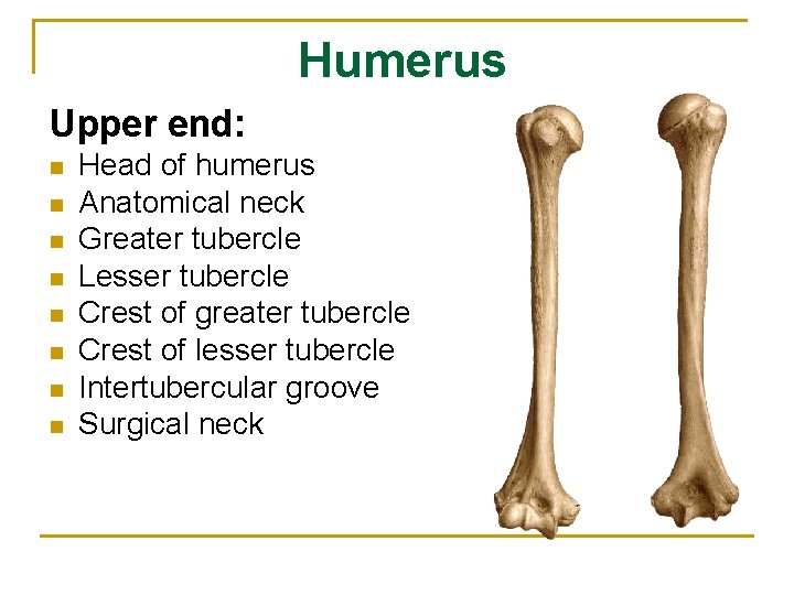 Humerus Upper end: n n n n Head of humerus Anatomical neck Greater tubercle