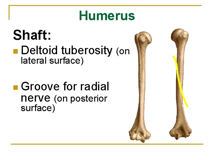 Humerus Shaft: n Deltoid tuberosity (on n Groove for radial lateral surface) nerve (on