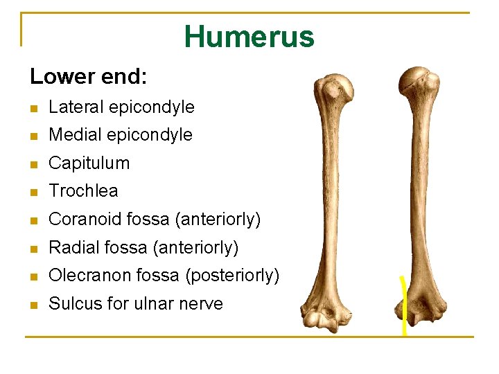 Humerus Lower end: n Lateral epicondyle n Medial epicondyle n Capitulum n Trochlea n