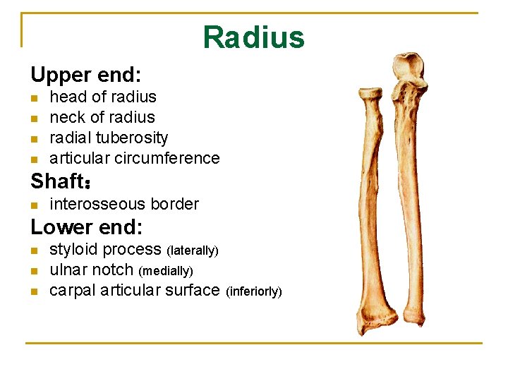 Radius Upper end: n n head of radius neck of radius radial tuberosity articular