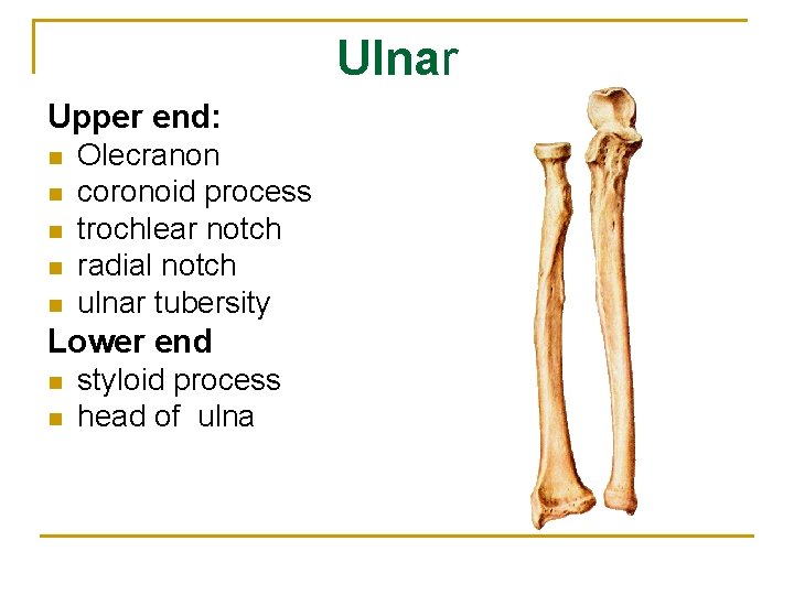 Ulnar Upper end: n n n Olecranon coronoid process trochlear notch radial notch ulnar